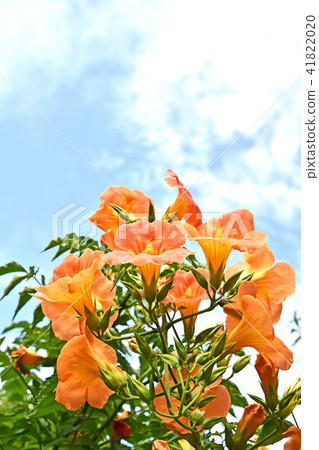 Nausua Kazura (Ling Flower) Nausua Kazura (Ling Flower) 41822020