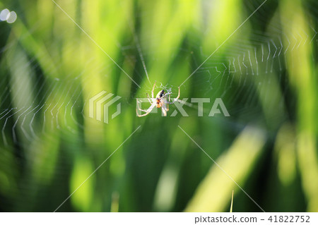 昆蟲，蜘蛛，蜘蛛 41822752