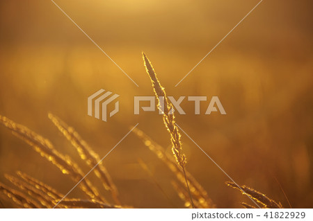 Incheon, Sorae, Ecological Park Incheon, Sorae, Ecological Park 41822929