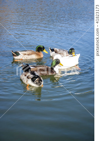 Gyeonggi Province, Paju City, Peace Nuri Park 41823173