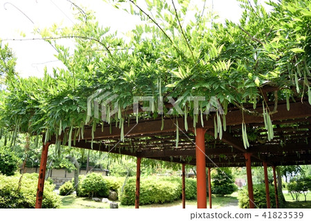 Fuji flower seed Fuji flower seed 41823539