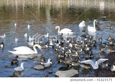 Birds in Teganuma 41823575