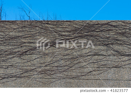 Dead branches and blue sky on the wall Dead brancheses on the wall Dead Branches Growing on a Wall 41823577