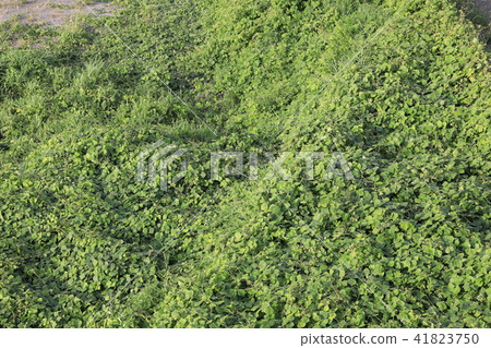Kudzu Kudzu 41823750