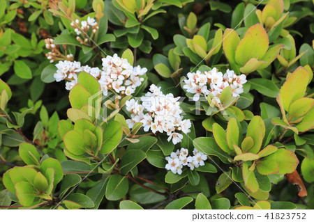 Sharimbai Sharimbai 41823752