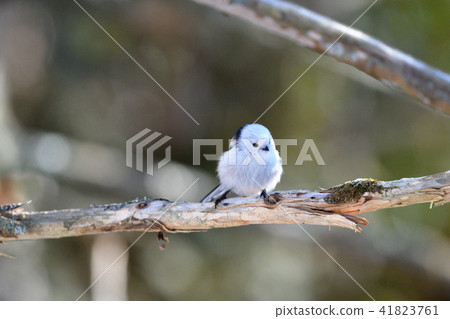 受歡迎的shimaenaga 41823761