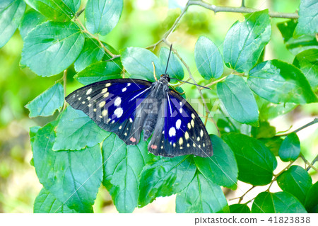 Mr. Oomurasaki Male Mr. Oomurasaki Male 41823838