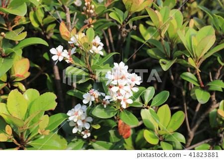 厚葉石斑木 厚葉石斑木 41823881