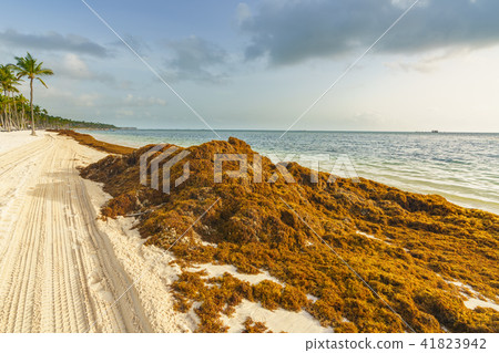 Punta Cana, Dominican Republic - June 25, 2018: sargassum seaweeds on the beaytiful ocean beach in 41823942