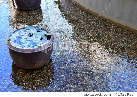 Water lily Water lily 41823953