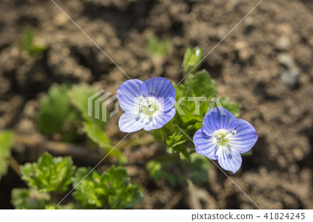 波斯Speedwell 41824245