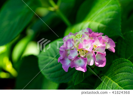 Hydrangea Hydrangea 41824368