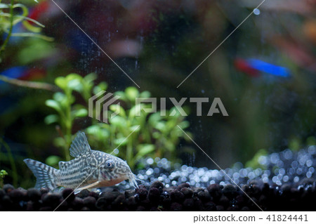 Tropical fish Tropical fish 41824441