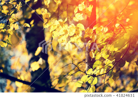 Birch tree with yellow leaves in the forest Birch tree with yellow leaves in the forest 41824631