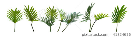 Philodendron xanadu, Tropical leaves set on white 41824656