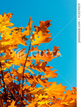 Oak branch with orange leaves in the forest 41824829