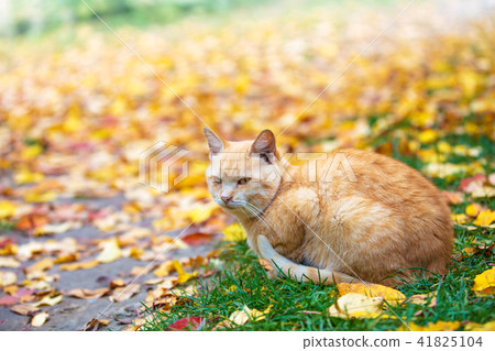 Cat sitting on fallen leaves in an autumn garden Cat sitting on fallen leaves in an autumn garden 41825104