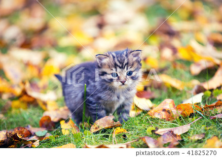 Little kitten walking outdoor on the fallen leaves 41825270