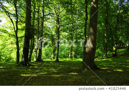 林茨森林 41825446