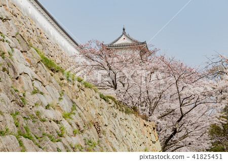 Cherry blossoms and akashi castle's oar 41825451