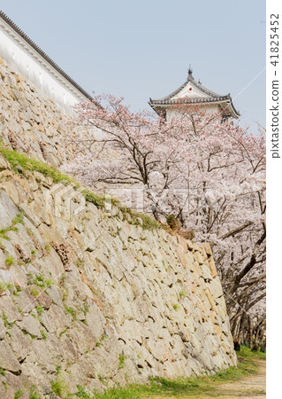 Cherry blossoms and akashi castle's oar 41825452