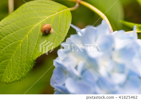 繡球花和蝸牛 41825462