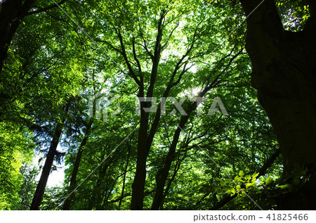 林茨森林 41825466