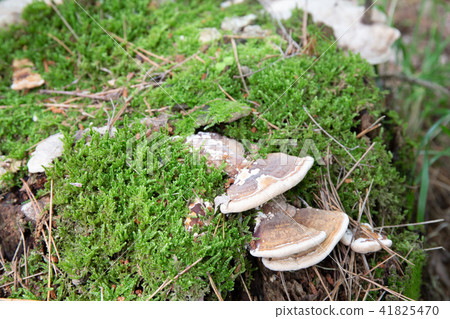 苔蘚和蘑菇 41825470