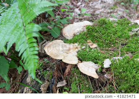 苔蘚和蘑菇 苔蘚和蘑菇 41825471