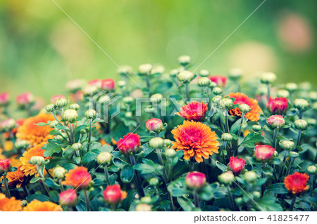 Blossoming flowers in a garden Blossoming flowers in a garden 41825477