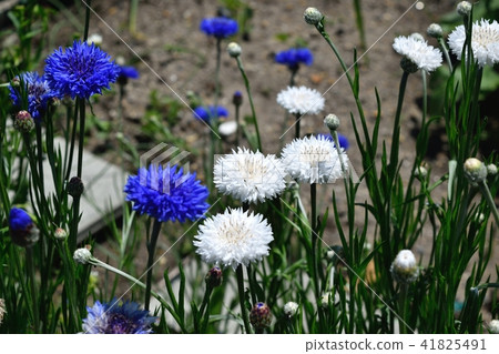 矢車菊 41825491