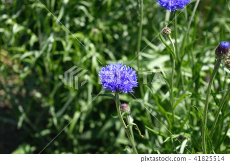 Yagurumagiku 41825514