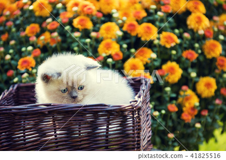 Cute little kitten in orange daisy flowers Cute little kitten in orange daisy flowers 41825516