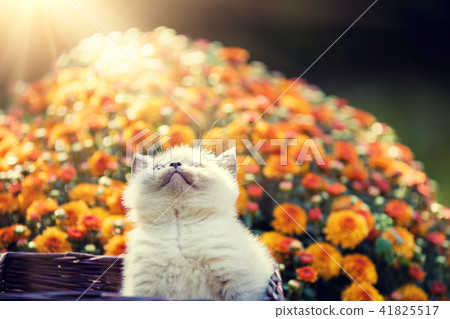 Cute little kitten in orange daisy flowers Cute little kitten in orange daisy flowers 41825517