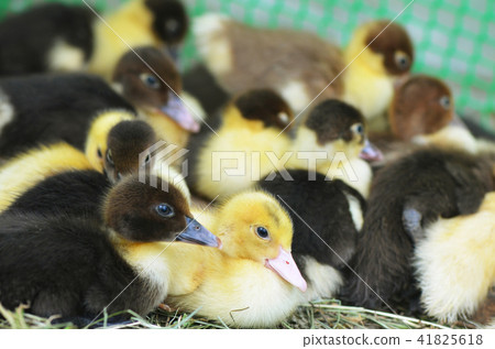 The little musk duck closeup 41825618