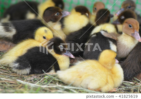 The little musk duck closeup 41825619