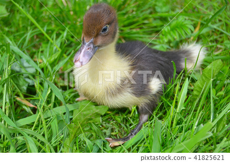The little musk duck closeup The little musk duck closeup 41825621