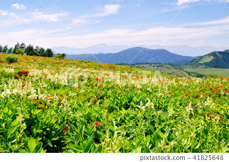 Kirigamine高原 41825648