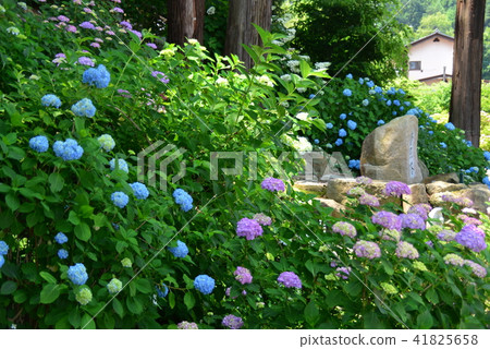 Hydrangea blossoming temple Hydrangea blossoming temple 41825658