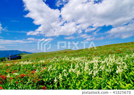 Kirigamine plateau 41825678