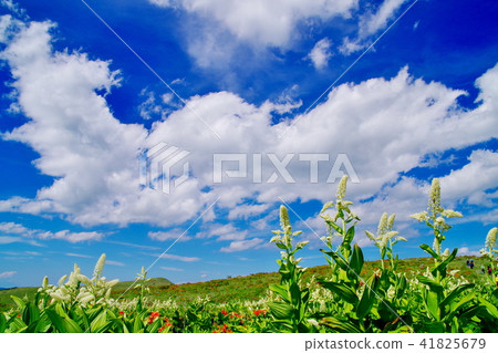 Kirigamine plateau 41825679