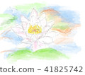 蓮花圖 41825742
