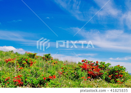 Kirigamine高原 41825835