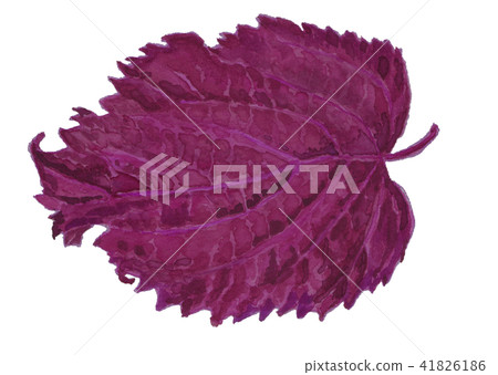 Red shiso Perilla frutescens var. Crispa 41826186