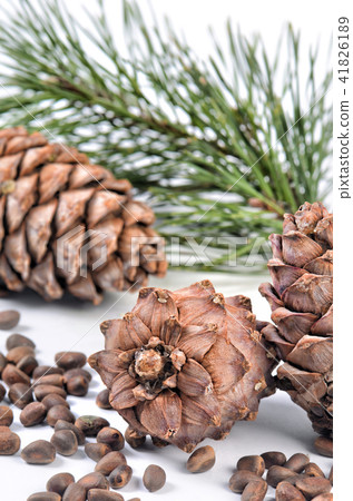 Cedar branch with cones close up 41826189