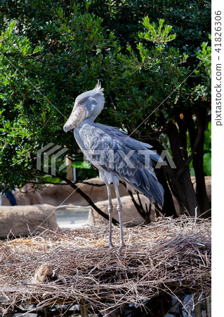Kobe animal kingdom's eagle 41826306