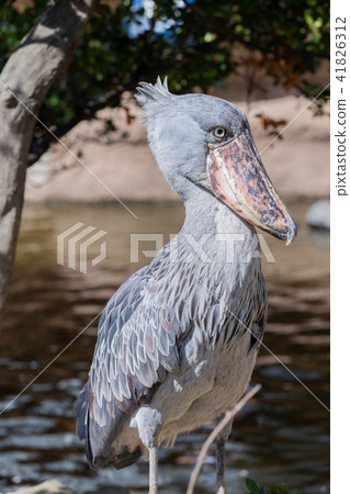 神戶動物王國的老鷹 神戶動物王國的老鷹 41826312