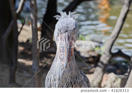 神戶動物王國的老鷹 41826313