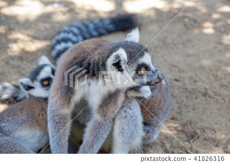 Ring-tailed lemurs at Kobe Animal Kingdom 41826316
