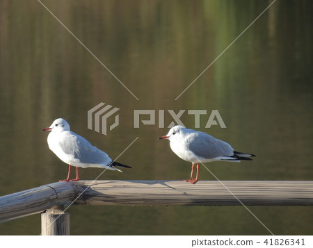 水鳥百合鳥(2017年1月名古屋市,愛知縣) 水鳥百合鳥(2017年1月名古屋市,愛知縣) 41826341